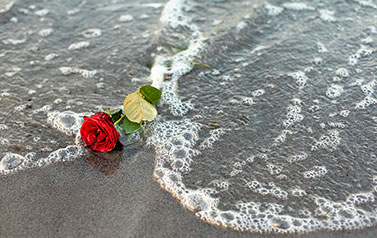 Eine rote Rose am Strand als Darstellung für eine Seebestattung