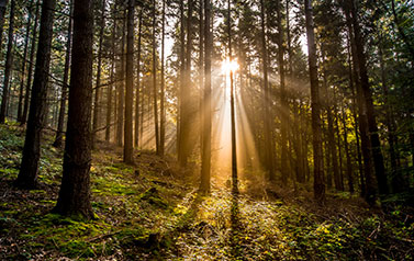 Ein Wald in dem sich die Sonnenstrahlen brechen als Darstellung für Baumbestattungen