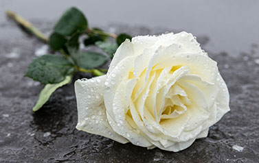 Eine weiße Rose als Darstellung für Anonyme Bestattungen
